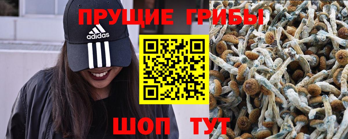 цена наркотик  Вход с VPN  Псилоцибиновые грибы мицелий  Пушкино  Галлюциногенные грибы прущие грибы 